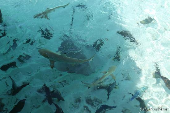 Fish feeding at Mandhoo daily