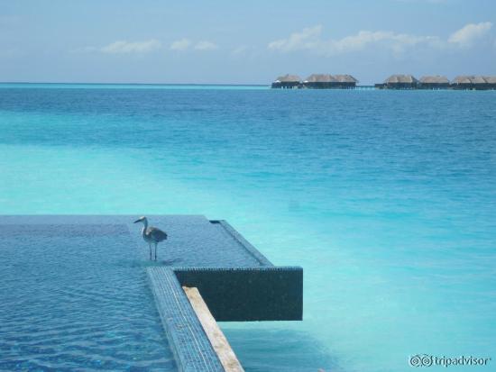 Infinity pool quiet zone