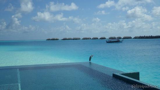 George the Heron watching the between islands boat from the adults only infinity pool