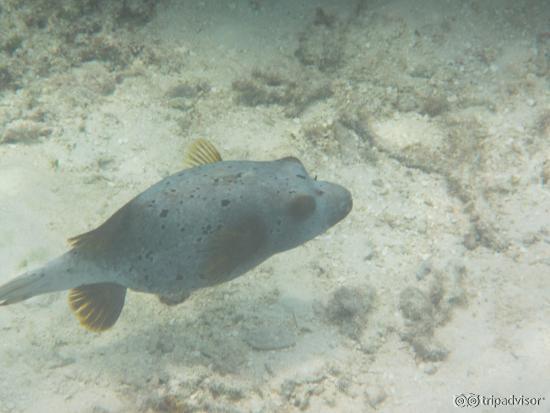 Kugelfisch beim Schnocheln