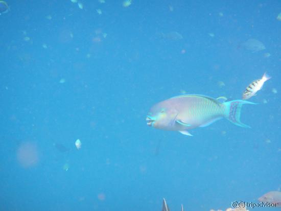Papagaienfisch beim Schnorcheln