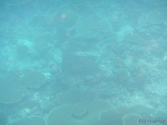 Stingray beim Schnorcheln