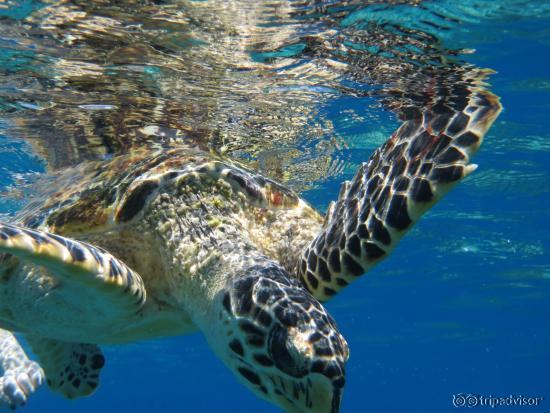 Swimming with a sea turtle