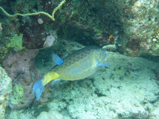 Snorkeling South Rangali