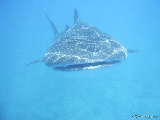 Whale shark