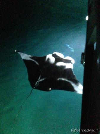 Manta ray under the bridge