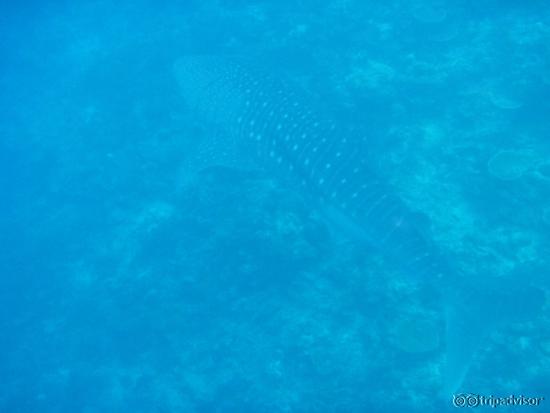 Finding a baby whale shark in the open water