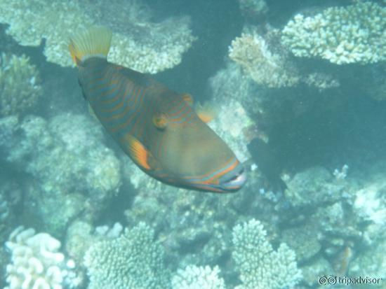 Friendly fish on the house reef