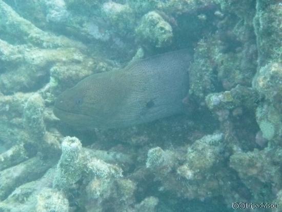 Inquisitive moray eel on the house reef