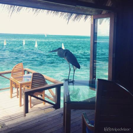 В sanest grill необычная подача салата Цезарь- официанты называют "модерн")