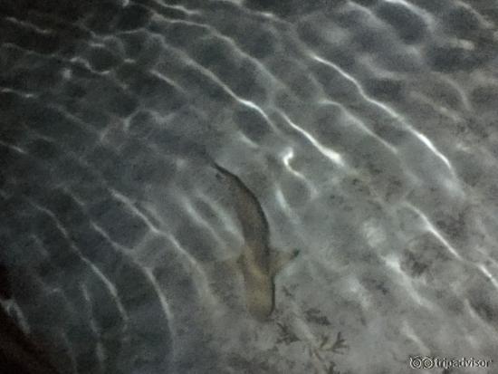 Sharks at night near the water villa!