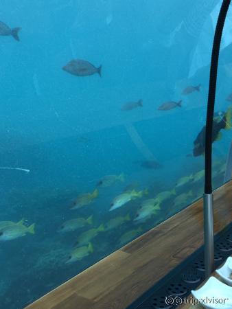 The bridge where you use to go to the main island and itha restaurant