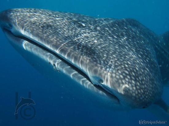 Whaleshark
