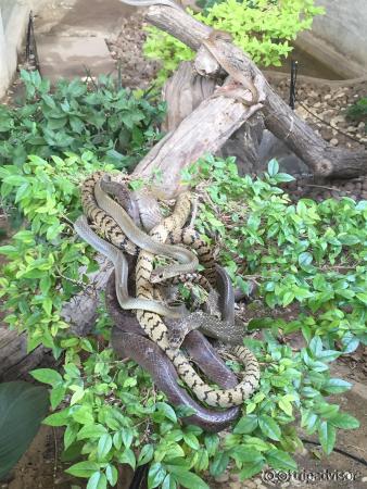 Вольеры на открытом воздухе мне больше понравились. В музее сильный кондиционер(( но змеи круче