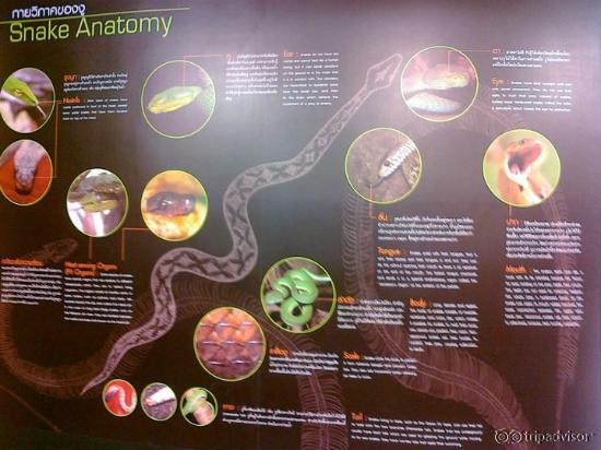 คำบรรยายและภาพประกอบเกียวกับงู