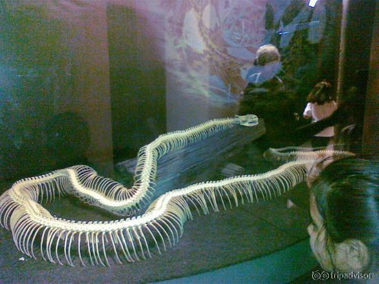 โครงกระดูกงู