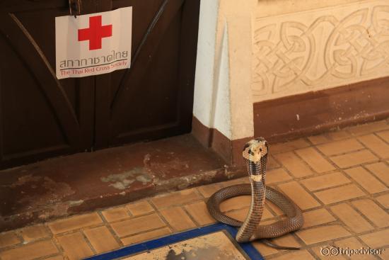 スネークショーも楽しめる