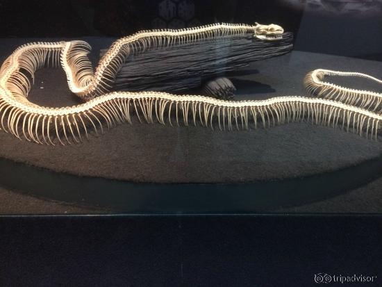 古い？ヘビもいます