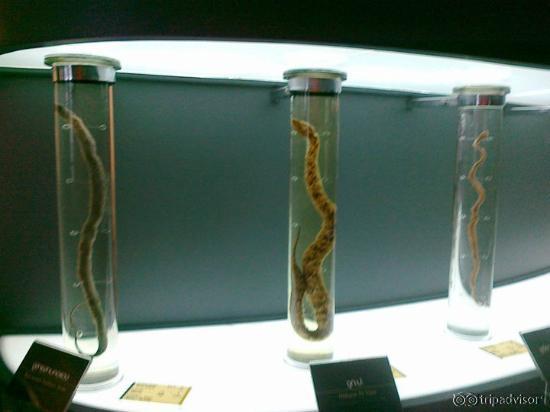 งูดองค่ะ