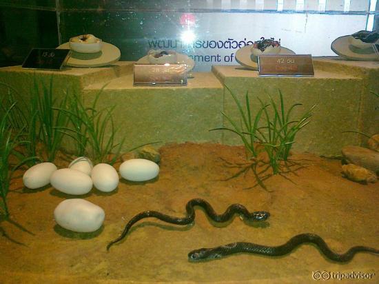 อันนี้งูที่อยู่ในตู้โชว์ ยังเป็นๆอยู่นะคะ