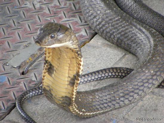 close up view of a snake