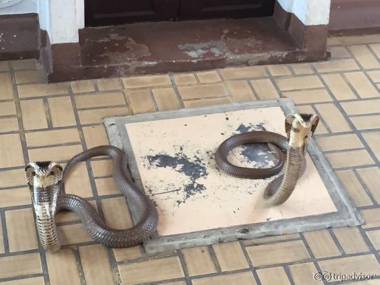 Cobras, scary and quick to lunge if provoked.