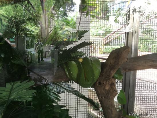 Live snake inside the cage