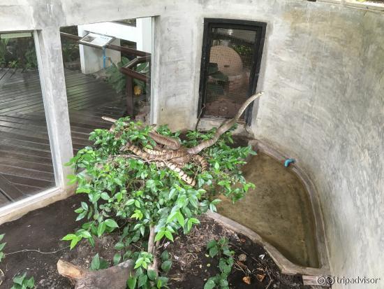 Live snakes in the outdoor amphitheatre