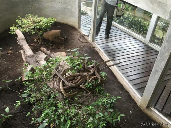 Live snakes on display