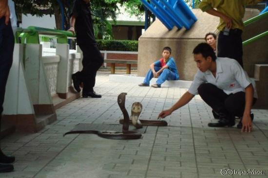 Queen Saovabha Snake Farm.  These cobras were right in front of us, no barriers.  Yikes!
