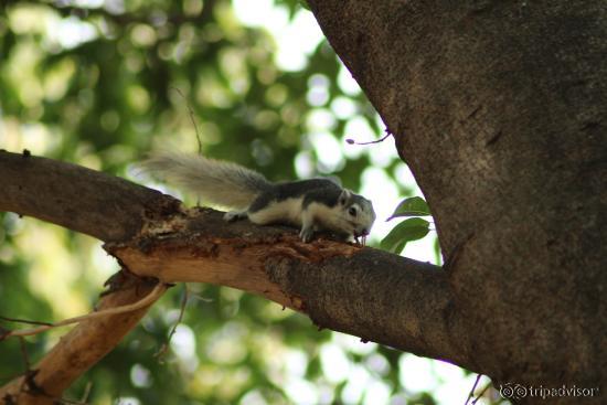 scoiattolo alla snake farm