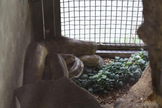 Snake Farm (Queen saovbha memorial institute)