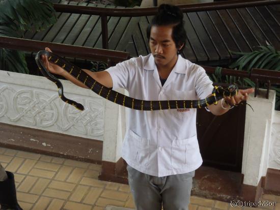 Snake handler 1
