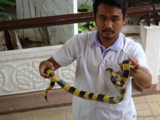 Snake handler 2