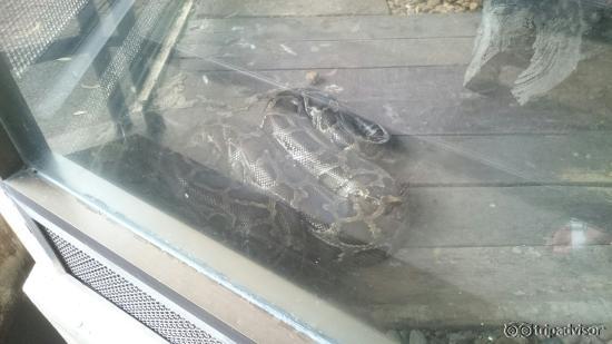 Snake Farm (Queen Saovabha Memorial Institute)