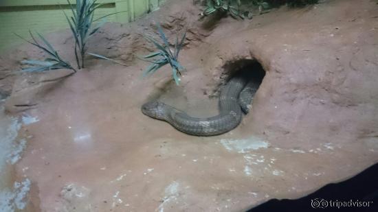 Snake Farm (Queen Saovabha Memorial Institute)