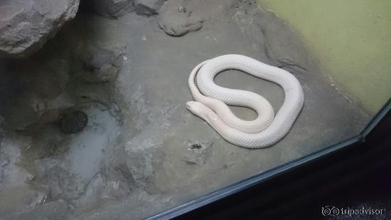 Snake Farm (Queen Saovabha Memorial Institute)