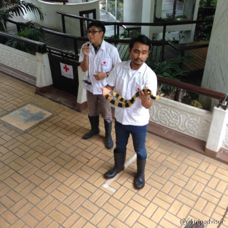 Snake show