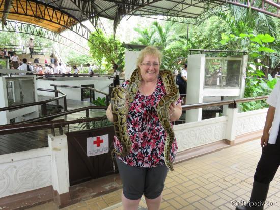 Chance to hold a python after the show