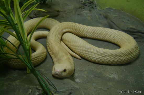 Poisonous snake found in Thailand- don't worry he is in a glass cage!