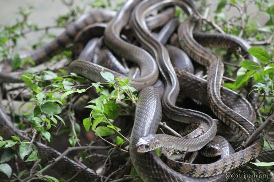 Outdoor snake exhibits