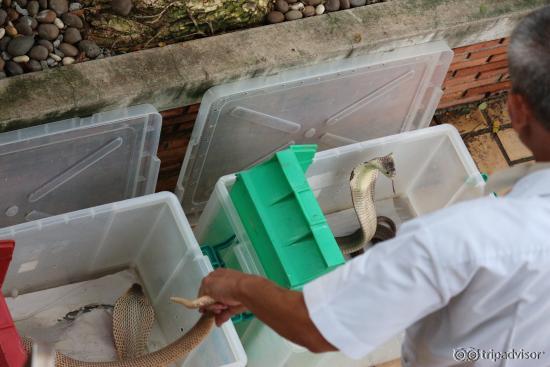 Handling King Cobras