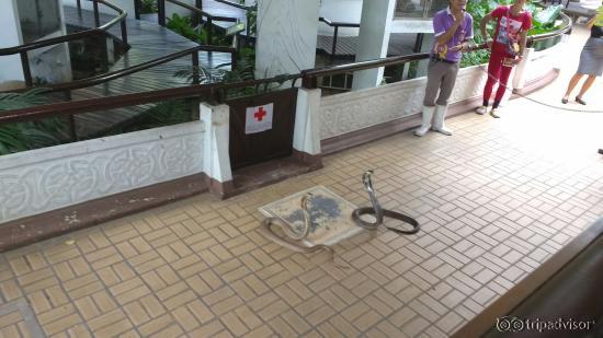 Snake Farm (Queen Saovabha Memorial Institute)
