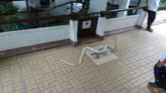 Snake Farm (Queen Saovabha Memorial Institute)