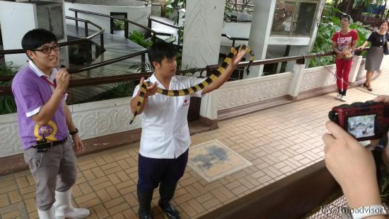 Snake Farm (Queen Saovabha Memorial Institute)