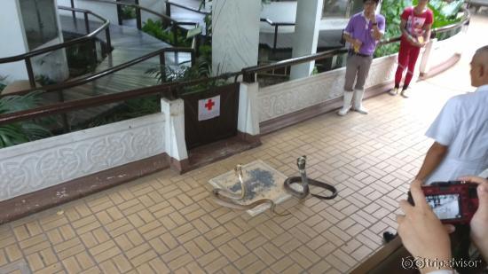 Snake Farm (Queen Saovabha Memorial Institute)