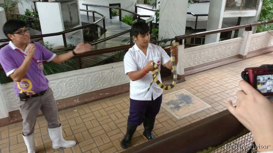 Snake Farm (Queen Saovabha Memorial Institute)