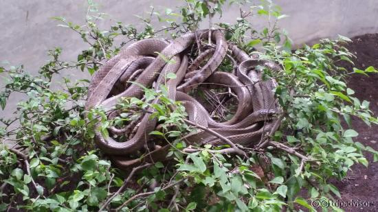 Queen Saovabha Memorial Institute 1