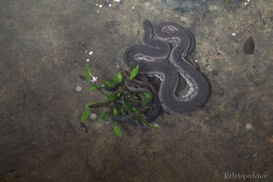 Snake Farm (Queen saovbha memorial institute)