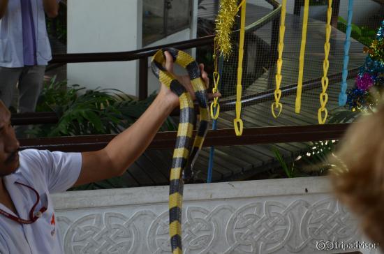 Snake Show